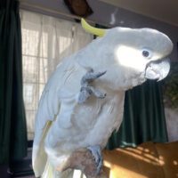 Triton Cockatoo for sale