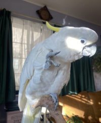 Triton Cockatoo for sale