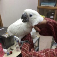 Triton Cockatoo for sale