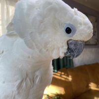 Triton Cockatoo for sale