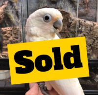 goffin cockatoo for sale