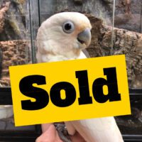 goffin cockatoo for sale