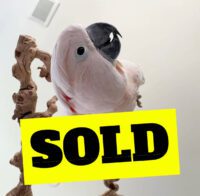 talking moluccan cockatoo for sale