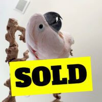 talking moluccan cockatoo for sale