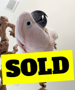talking moluccan cockatoo for sale