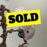 talking moluccan cockatoo for sale