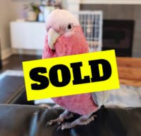 Talking Galah Cockatoo for Sale