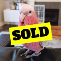 Talking Galah Cockatoo for Sale