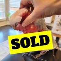 Talking Galah Cockatoo for Sale