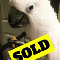 Handfed Umbrella Cockatoo 