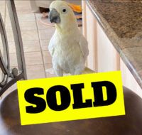 citron cockatoo for sale