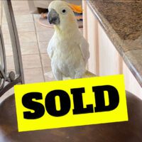 citron cockatoo for sale