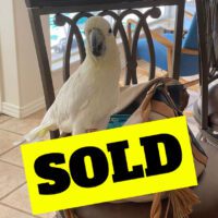 citron cockatoo for sale