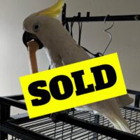 triton cockatoo for sale