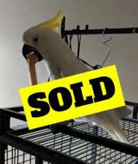 triton cockatoo for sale