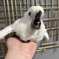 Umbrella cockatoo for sale