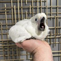 Umbrella cockatoo for sale