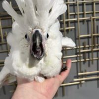 Umbrella cockatoo for sale