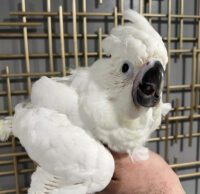 Umbrella cockatoo for sale