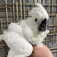 Umbrella cockatoo for sale