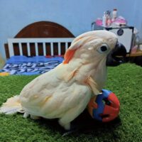 moluccan cockatoo for sale