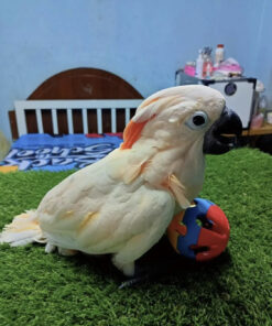 moluccan cockatoo for sale
