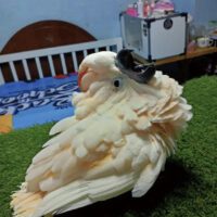 moluccan cockatoo for sale