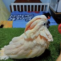 moluccan cockatoo for sale