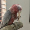 Baby galah cockatoo for sale