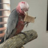 Baby galah cockatoo for sale