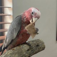 Baby galah cockatoo for sale