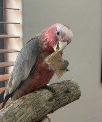 Baby galah cockatoo for sale