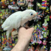 goffin cockatoo for sale