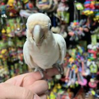 goffin cockatoo for sale