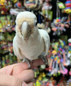 goffin cockatoo for sale