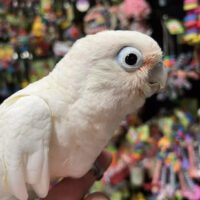 goffin cockatoo for sale