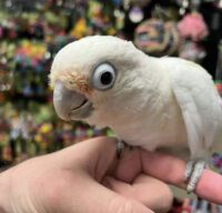 goffin cockatoo for sale