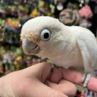 goffin cockatoo for sale