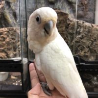 goffin cockatoo for sale