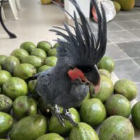 black palm cockatoo for sale