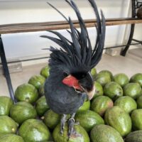 black palm cockatoo for sale