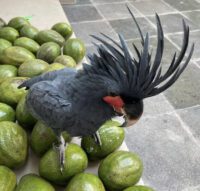 black palm cockatoo for sale