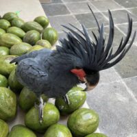 black palm cockatoo for sale