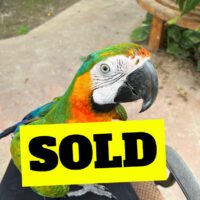 catalina macaw for sale