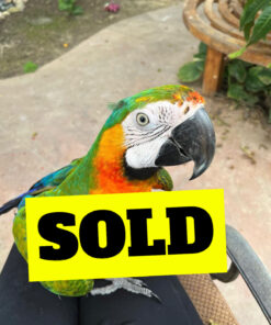 catalina macaw for sale