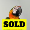 catalina macaw for sale