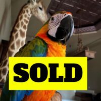 catalina macaw for sale