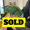 buy severe macaw