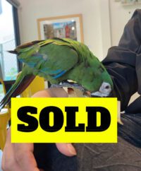 buy severe macaw