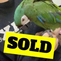 buy severe macaw